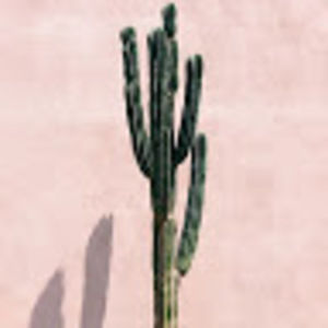 Meet your Posher, Ava